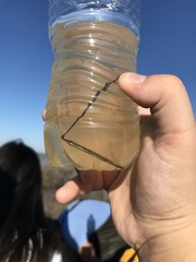 Syngnathus louisianae