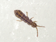 Isotomurus palustris