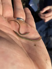 Syngnathus louisianae