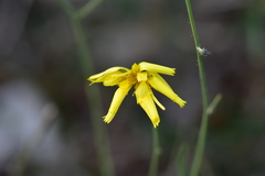 Hieracium tommasinianum