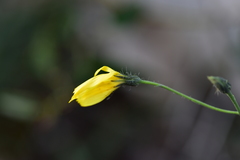Hieracium tommasinianum