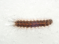 Diacrisia sannio