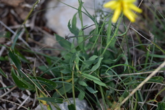 Hieracium tommasinianum