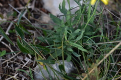 Hieracium tommasinianum