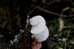 Trametes repanda