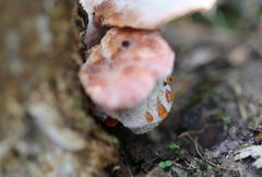 Trametes repanda