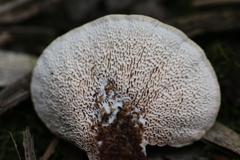 Trametes repanda