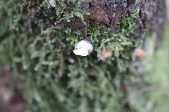 Trametes repanda