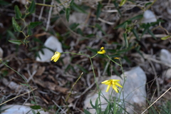 Hieracium tommasinianum