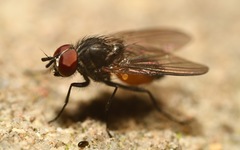 Paradelia intersecta