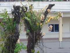 Dendrobium moschatum