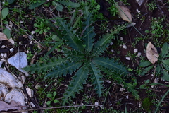 Carduus nutans micropterus