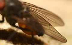 Paradelia intersecta