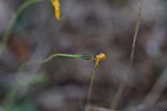 Hieracium tommasinianum