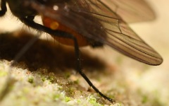 Paradelia intersecta