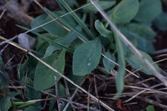 Hieracium tommasinianum