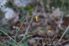 Hieracium tommasinianum