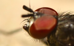 Paradelia intersecta