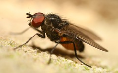 Paradelia intersecta