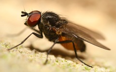 Paradelia intersecta