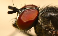 Paradelia intersecta