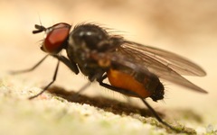 Paradelia intersecta