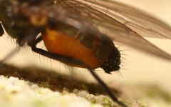 Paradelia intersecta