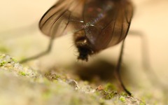 Paradelia intersecta