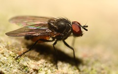 Paradelia intersecta