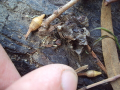 Misumenoides athleticus