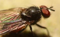 Paradelia intersecta