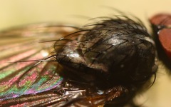 Paradelia intersecta