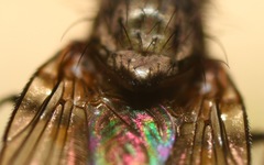 Paradelia intersecta