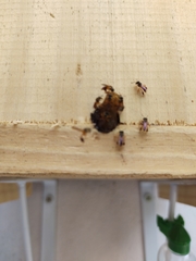 Tetragonisca angustula