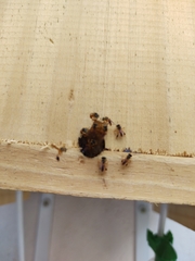 Tetragonisca angustula