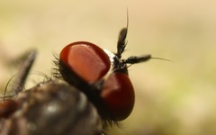 Paradelia intersecta