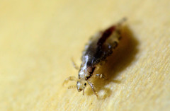 Pediculus humanus