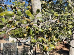 Cercocarpus traskiae