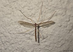 Tricyphona