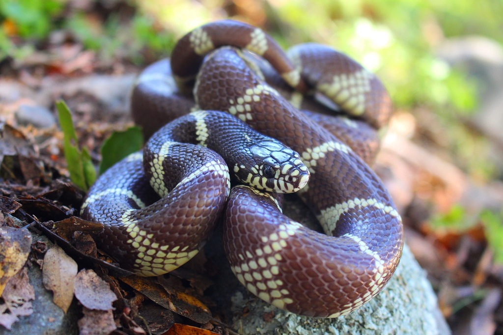 Photo of a California Kingsnake