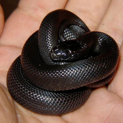 California King Snake