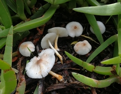 Leucoagaricus croceovelutinus