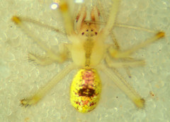 Theridion californicum