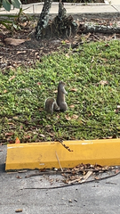 Sciurus carolinensis