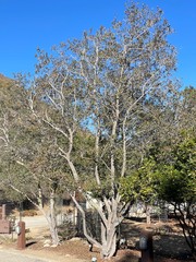 Cercocarpus traskiae