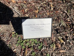 Cercocarpus traskiae