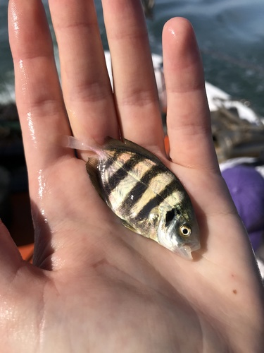 Bluntnose jack (Hemicaranx amblyrhynchus) — Carangidae — 5