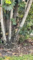 Sciurus carolinensis