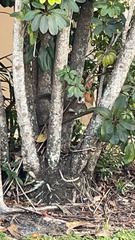 Sciurus carolinensis