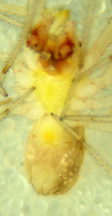Theridion californicum